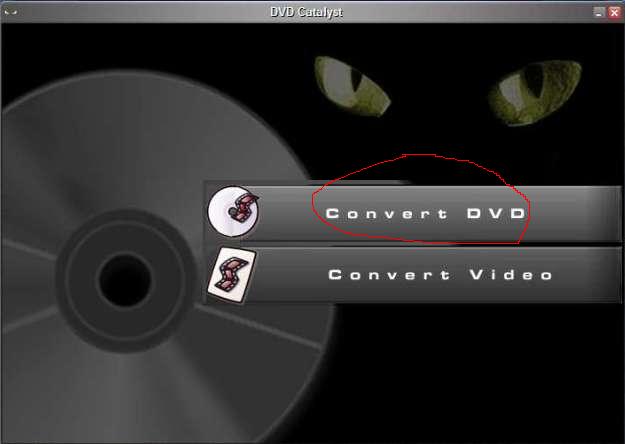 1dvdcat.jpg